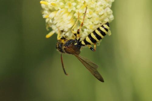 Réf. 192 506 : Cerceris flavilabris
